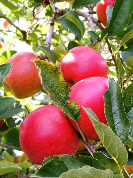 JAZZ apples waiting for picking